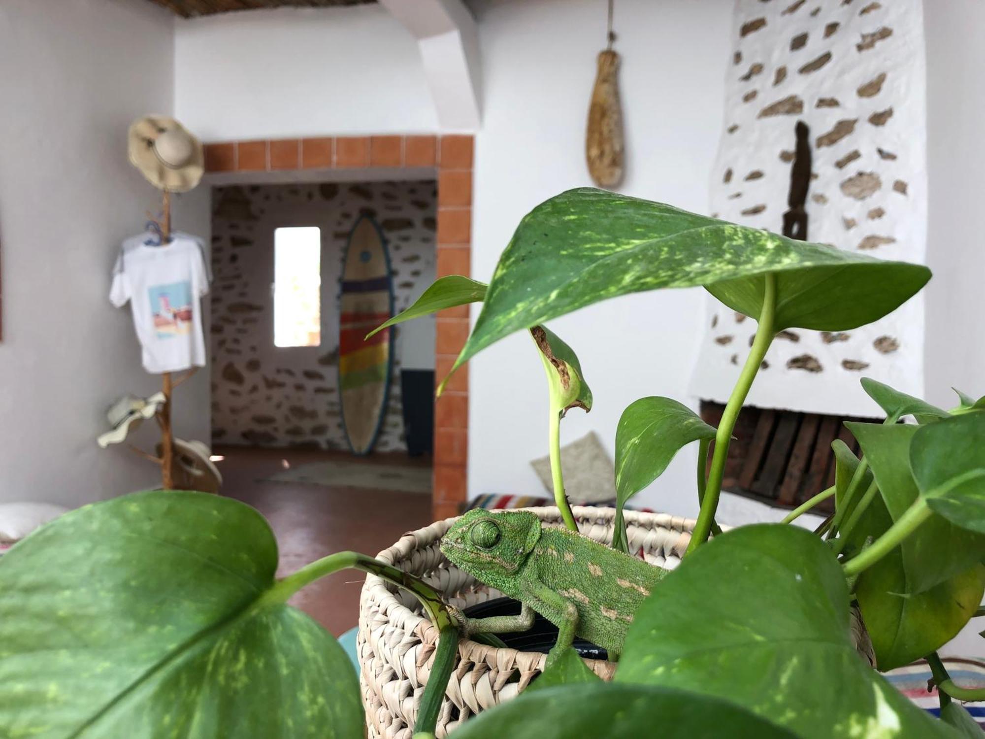 Surf Housemaroc Hostel เอสเซาอิรา ภายนอก รูปภาพ